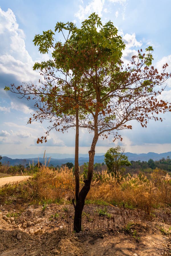 Grands arbres sur la montagne images stock
