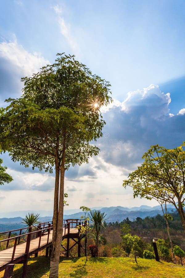 Grands arbres sur la montagne images libres de droits