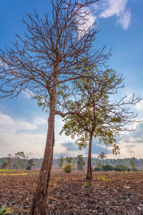 Grands arbres sur la montagne images libres de droits
