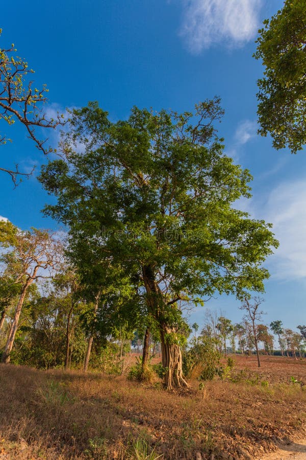 Grands arbres sur la montagne images libres de droits