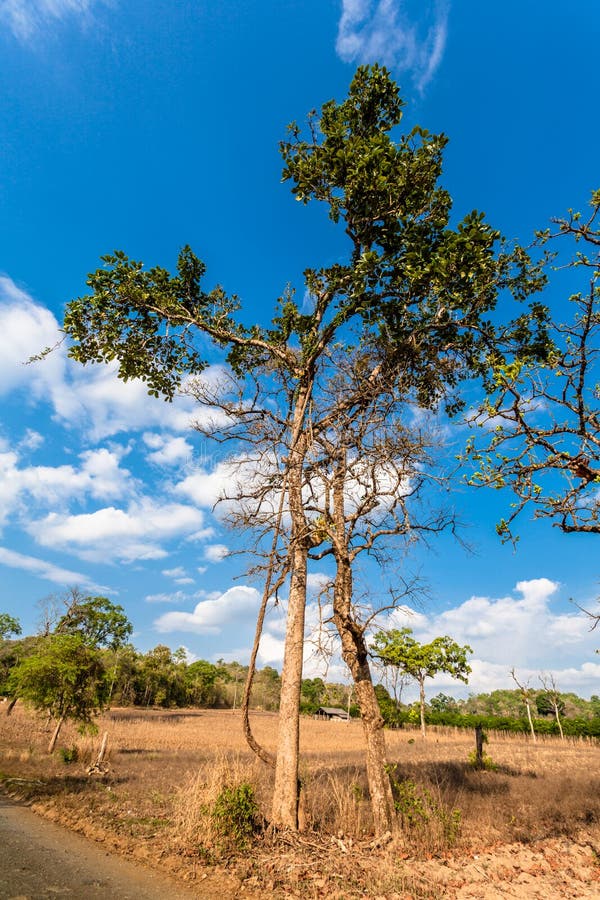 Grands arbres sur la montagne photographie stock libre de droits