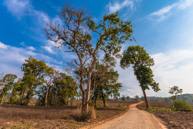 Grands arbres sur la montagne images stock