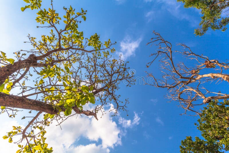 Grands arbres sur la montagne photos libres de droits