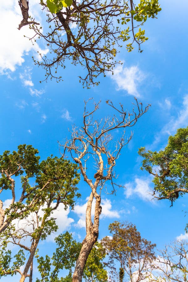 Grands arbres sur la montagne photos libres de droits