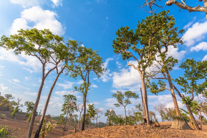 Grands arbres sur la montagne photographie stock