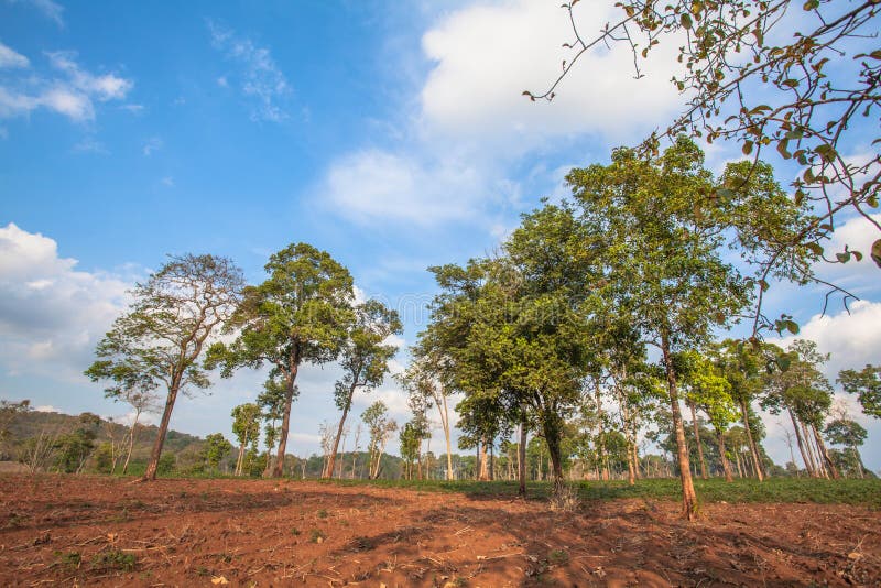 Grands arbres sur la montagne photographie stock libre de droits