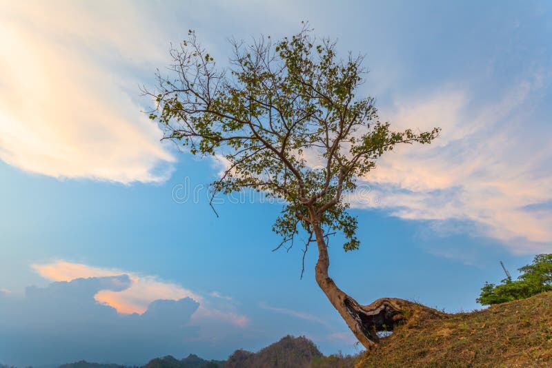 Grands arbres sur la montagne photo libre de droits