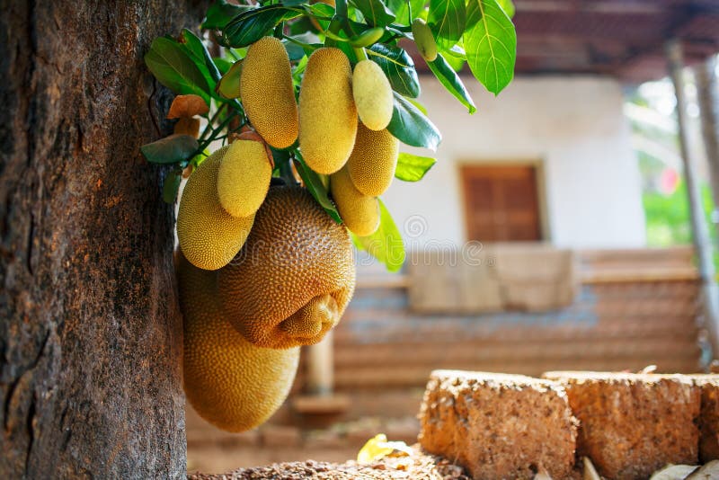 Grands fruits frais de coup de jacquier sur un arbre dans la perspective des feuilles vertes Jacquier dans un environnement natur images libres de droits Grands fruits frais de coup de jacquier sur un arbre dans la perspective des feuilles vertes Jacquier dans un environnement natur images libres de droits