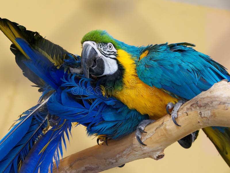 Grands oiseaux parlants tropicaux lumineux multicolores de perroquet d'ara photos libres de droits Grands oiseaux parlants tropicaux lumineux multicolores de perroquet d'ara photos libres de droits