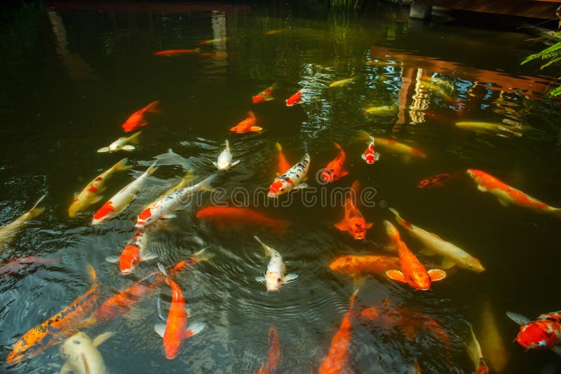 Grands poissons rouges dans l'étang photographie stock libre de droits Grands poissons rouges dans l'étang photographie stock libre de droits