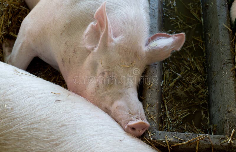 Grands porcs blancs dormant sur la paille photographie stock Grands porcs blancs dormant sur la paille photographie stock
