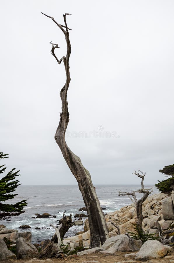 Grands rochers avec un arbre twisty le long du littoral rocheux de la Californie près de Monterey et de Big Sur, un jour obscurci image stock Grands rochers avec un arbre twisty le long du littoral rocheux de la Californie près de Monterey et de Big Sur, un jour obscurci image stock