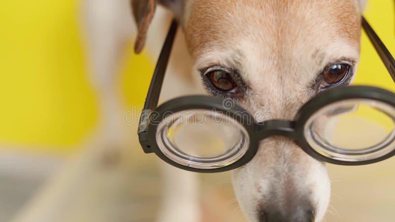 Grands yeux de chien en verres. banque de vidéos