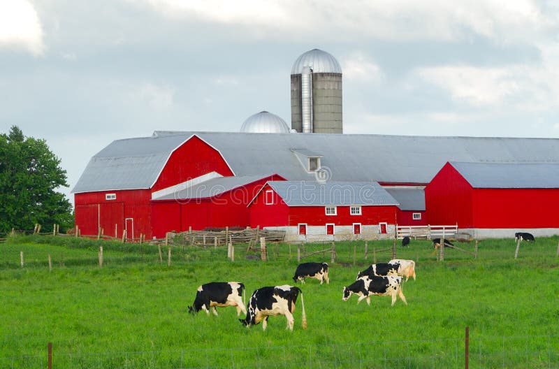 Granero rojo de la granja con las vacas