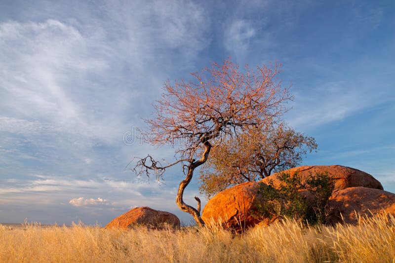 Granite boulders and trees, Namibia royalty free stock image