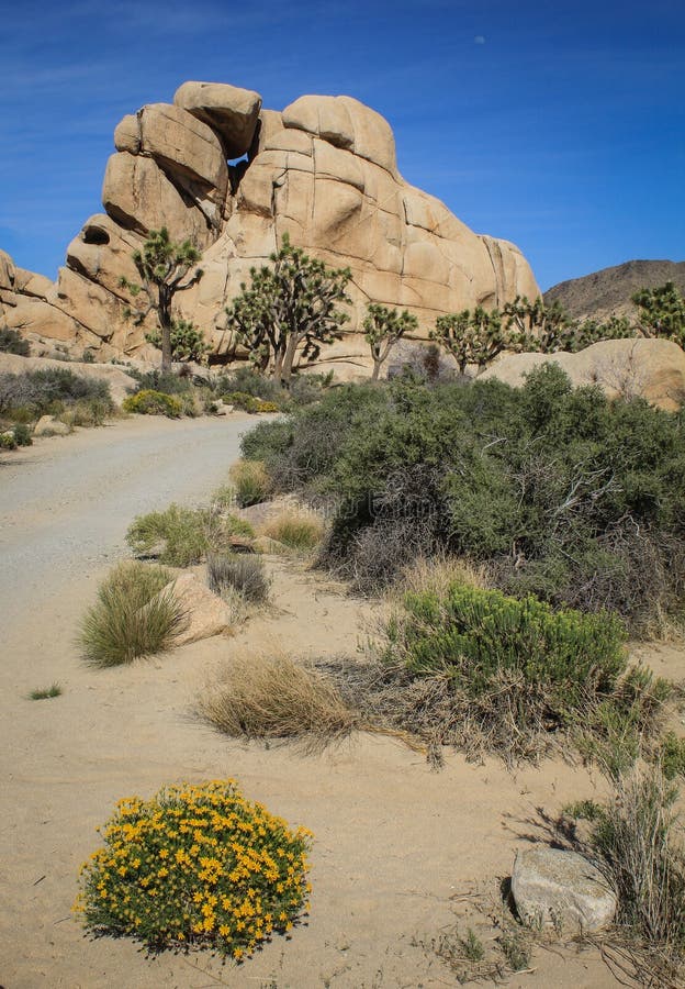 Towering Rock Formations, Blooming Cacti and Joshua Trees at Joshua ...