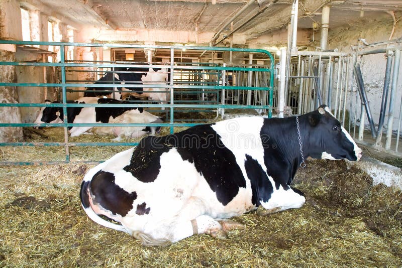 Dairy cow pen in a farm. Dairy cow pen in a farm