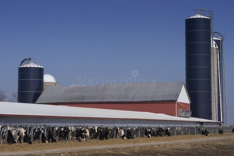 Scene at a modern dairy farm. The image is from Wisconsin, USA, but is representative of virtually any modern dairy operation. Cows line up to feed on hay and silage. Scene at a modern dairy farm. The image is from Wisconsin, USA, but is representative of virtually any modern dairy operation. Cows line up to feed on hay and silage.