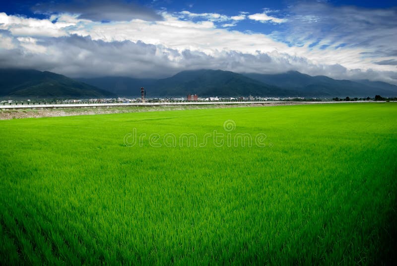Granja verde del arroz y cielo azul imágenes de archivo libres de regalías Granja verde del arroz y cielo azul imágenes de archivo libres de regalías