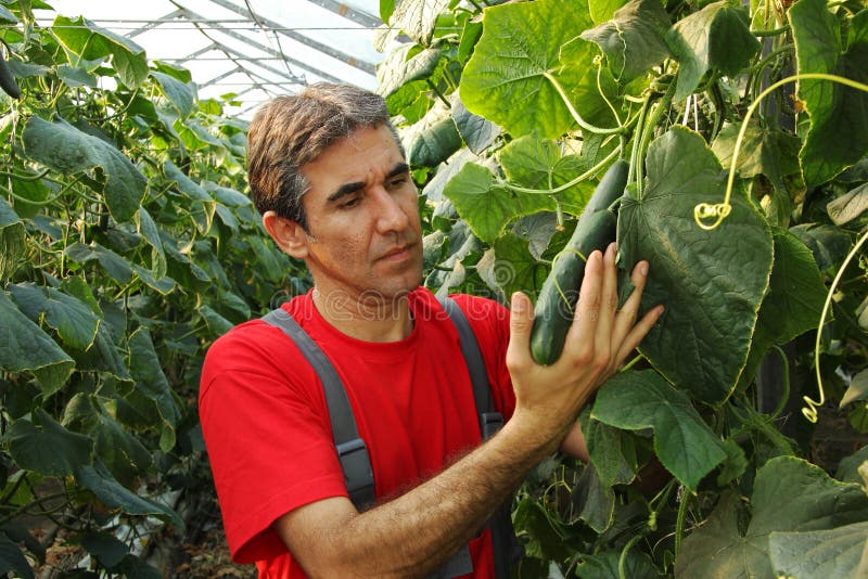 Big mature cucumber in a hand of farmer. Big mature cucumber in a hand of farmer.