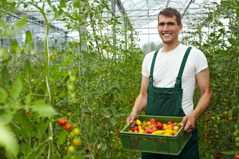 Granjero con los tomates Granjero con los tomates