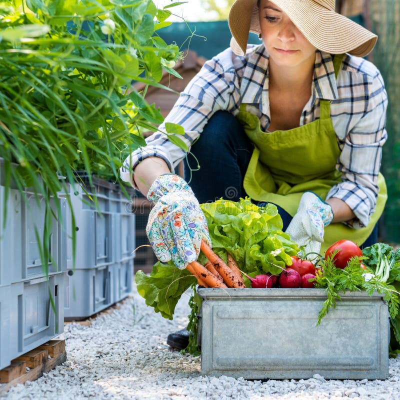Granjero de sexo femenino joven hermoso con las verduras recién cosechadas en su jardín Bio concepto de cosecha propia de la prod imagen de archivo libre de regalías