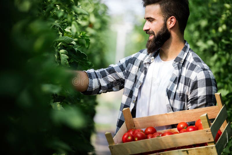 Granjero de sexo masculino que escoge los tomates frescos de su jard?n del invernadero fotos de archivo Granjero de sexo masculino que escoge los tomates frescos de su jard?n del invernadero fotos de archivo