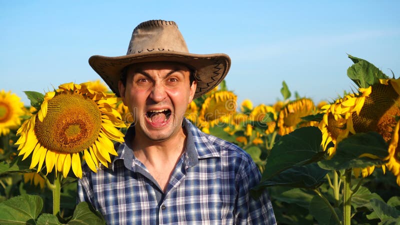 Granjero parado y gritando en el campo de los girasoles mirando la cámara