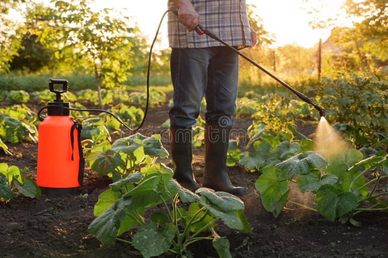 Granjero Pulverizador De Pesticida Sprayer Huerto Huerto Pulverización De  Cultivos Protección De Plantas Hileras De Campos. Agricu Imagen de archivo  - Imagen de fungicida, regadera: 273496557