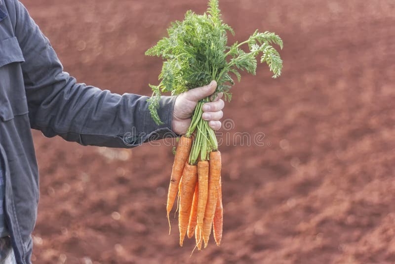 Granjero que sostiene un manojo de zanahorias