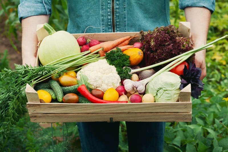 Granjero que sostiene una cesta llena de verduras y de raíz orgánicas de la cosecha en el jardín Acción de gracias del día de fie