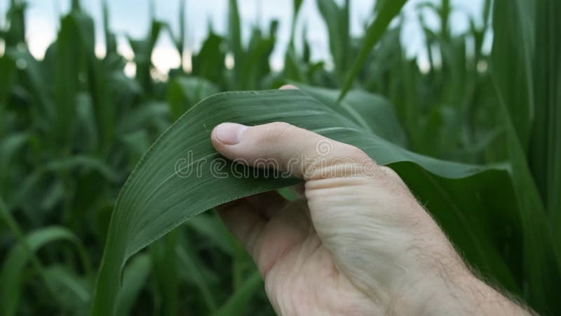 Granjeros tocando a mano hojas de maíz. agrónomo examinando tallos de maíz. inspector de jardinería trabajando con plantas