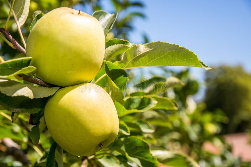 Granny Smith Apples