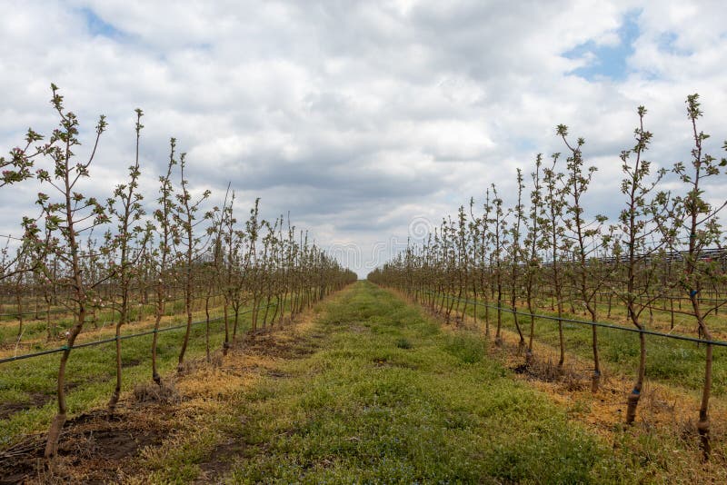 Granny Smith Trees in the Apple Orchard in April Stock Photo Image of