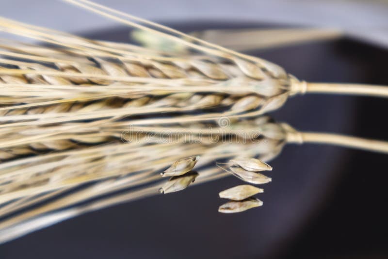 Gold dry wheat straws spikes with seeds close-up on mirror dark glass background with reflection and blur. Agriculture crops spikelets, summer harvest time. Gold dry wheat straws spikes with seeds close-up on mirror dark glass background with reflection and blur. Agriculture crops spikelets, summer harvest time