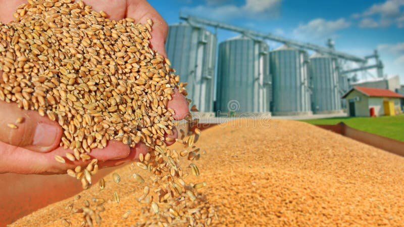Grano del grano in una mano fotografia stock Grano del grano in una mano fotografia stock
