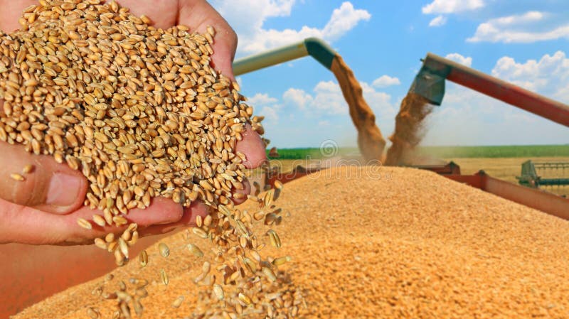 Grano del grano in una mano