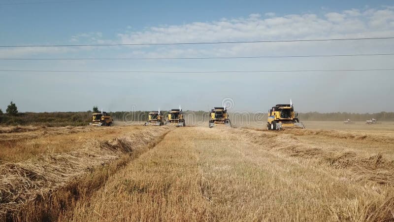 Grano del raccolto delle mietitrici