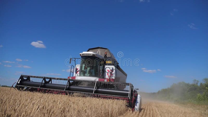 Grano di taglio della mietitrebbiatrice video di movimento lento concetto del raccolto di agricoltura Mietitrebbiatura nel campo