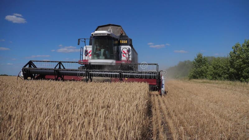 Grano di taglio della mietitrebbiatrice video di movimento lento di stile di vita concetto del raccolto di agricoltura Mietitrebb