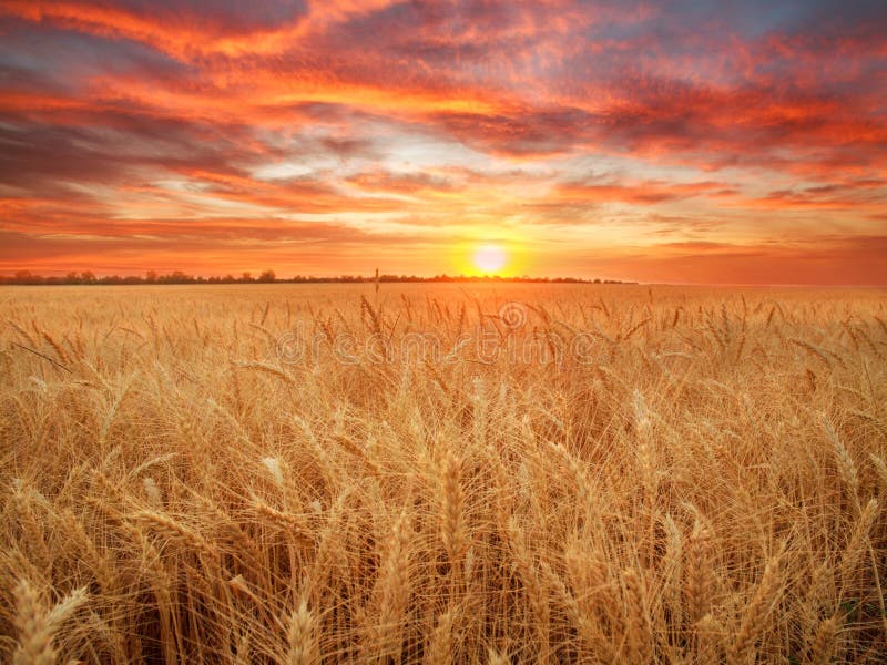 Grano maturo dei grani e dei gambi del giacimento di grano sul tramonto drammatico del fondo, raccolto di grano di agricolture di