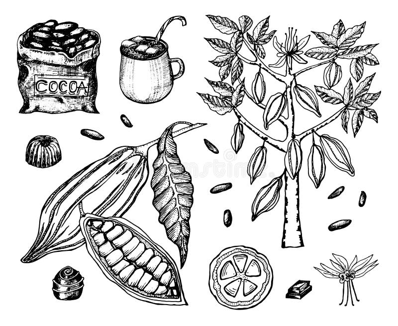 Granos de cacao y chocolate caliente Producto orgánico natural Semillas de la fruta en la plantación Fruta madura, árbol y un vie stock de ilustración Granos de cacao y chocolate caliente Producto orgánico natural Semillas de la fruta en la plantación Fruta madura, árbol y un vie stock de ilustración