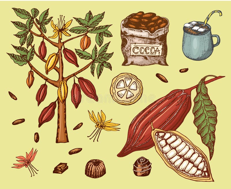 Granos de cacao y chocolate caliente Producto orgánico natural Semillas de la fruta en la plantación Árbol y un bolso viejo con l libre illustration Granos de cacao y chocolate caliente Producto orgánico natural Semillas de la fruta en la plantación Árbol y un bolso viejo con l libre illustration