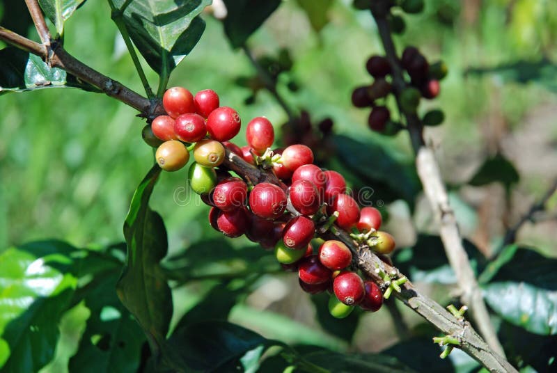 Granos de café sin procesar a la planta del café fotografía de archivo libre de regalías Granos de café sin procesar a la planta del café fotografía de archivo libre de regalías
