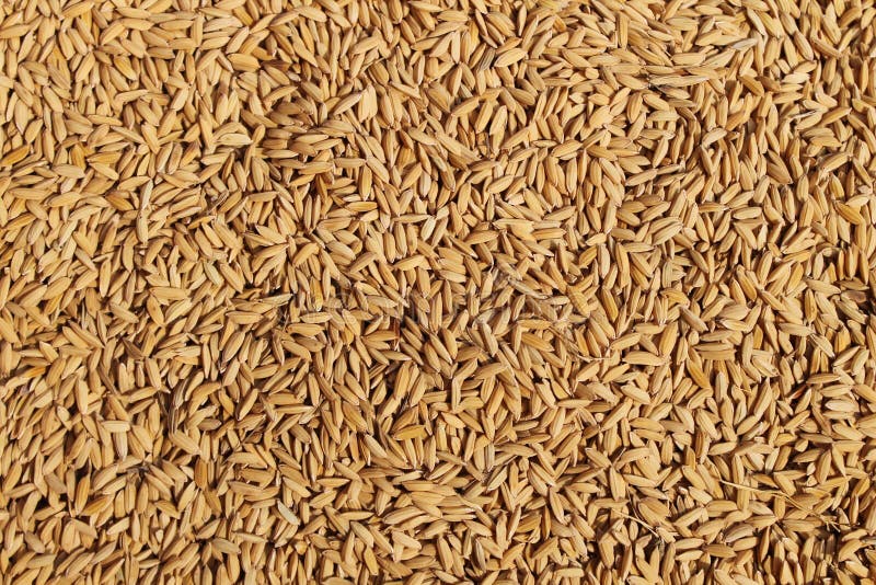 Granos del arroz imagen de archivo libre de regalías Granos del arroz imagen de archivo libre de regalías