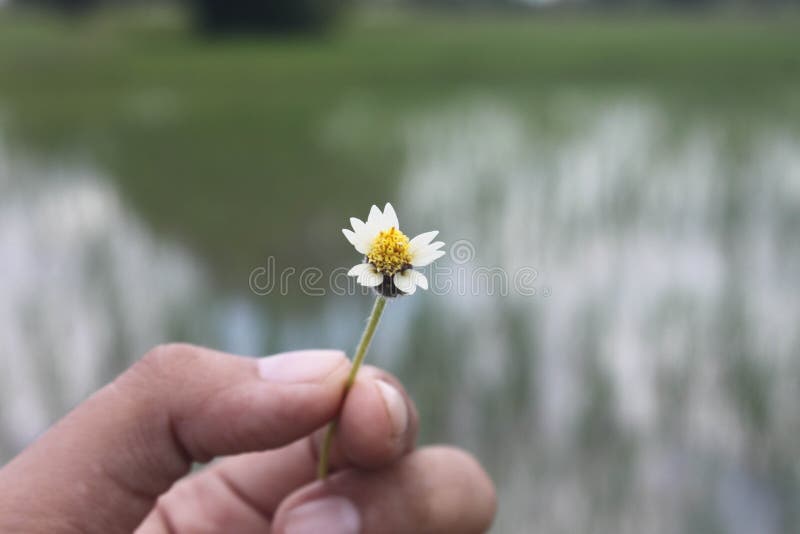 Grant Flower Hand Green Background Stock Photos Free & RoyaltyFree