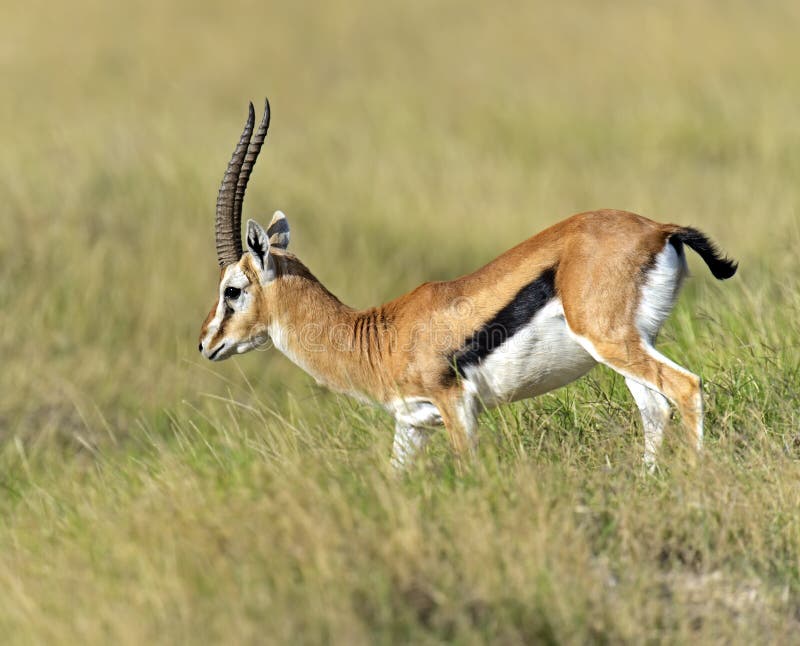 African Grant Gazelle in Amboseli National Park . Kenya