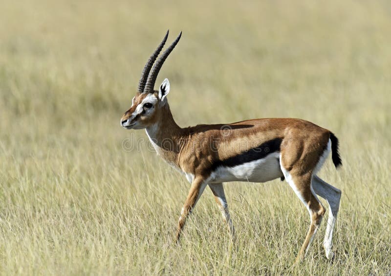 African Grant Gazelle in Amboseli National Park . Kenya. African Grant Gazelle in Amboseli National Park . Kenya