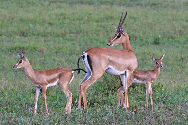 Grant Gazelle Family Stock Image Image Of Wild African Grant Gazelle Family Stock Image Image Of Wild African