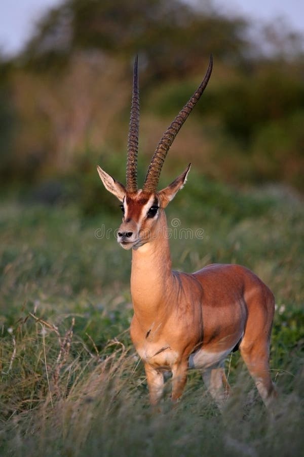 Grant s Gazelle